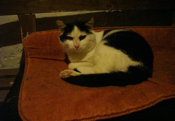 Kater Morris